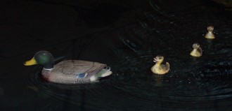 Unser Vereinseigenes Wasserbecken mit Entenfamilie